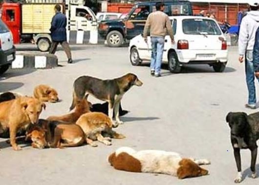 Environmentalist On Stray Dogs ‘भारत में सड़कों पर भटक रहे हैं 3 करोड़ अावारा कुत्ते, ढूंढ़ना होगा समाधान’