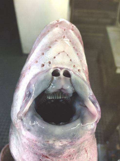 एबीपी न्यूज़ इन तस्वीरों की पुष्टी नहीं करता है. देखें बाकी की तस्वीरें-