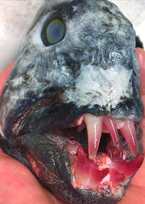 Roman Fedortsov नाम का ये यूज़र फोटोग्राफर है.