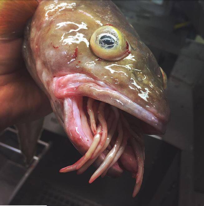 इन्हीं जीवों की तस्वीरों को इंस्टाग्राम और ट्विटर पर पोस्ट करके एक यूज़र ने बहुत सारे फॉलोअर्स जुटा लिए हैं.