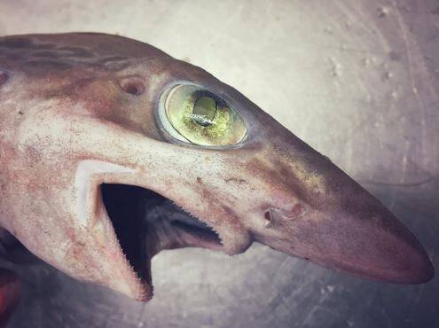 दरअसल उसका दावा है कि उसने गहरे समंदर में उतरकर इन जीवों को पकड़ा है.