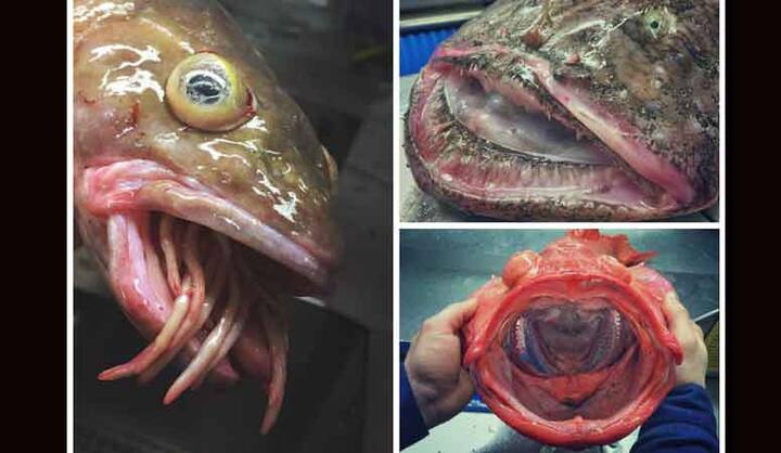 एक रूसी मछुआरे ने समंदर से जो जीव पकड़े हैं उनकी तस्वीरों से सनसनी फैल गई है.