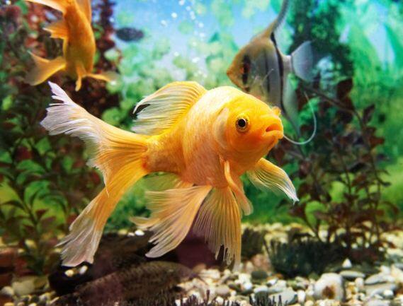 Antidepressants Found Accumulating In Fish Brains अगर आप भी मछली खाते हैं तो पढ़ें ये खबर!