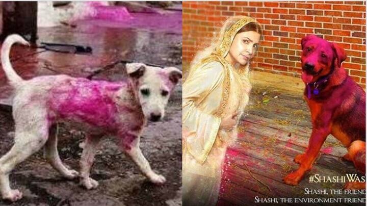 बॉलीवुड एक्ट्रेस अनुष्का शर्मा की फिल्म फिलौरी जल्द ही रिलीज हो रही है. अनुष्का ने अलग अंदाज में अपने फैंस को ये तस्वीर करते हुए कहा कि जानवरों को रंग पंसद नहीं है, उनका ख्याल रखें. विराट कोहली ने भी कुछ इस तरह का मैसेज देते हुए कहा, होली खेलते हुए इनका ध्यान जरूर रखा जाए.