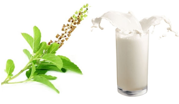 Health Benefits Of Drink Tulsi With Milk तुलसी का दूध पीने के ये फायदे जानते हैं आप!