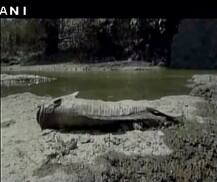  पुलिस के डर से नदी में गिराई गैरकानूनी शराब, सैंकड़ों मछलियों की मौत