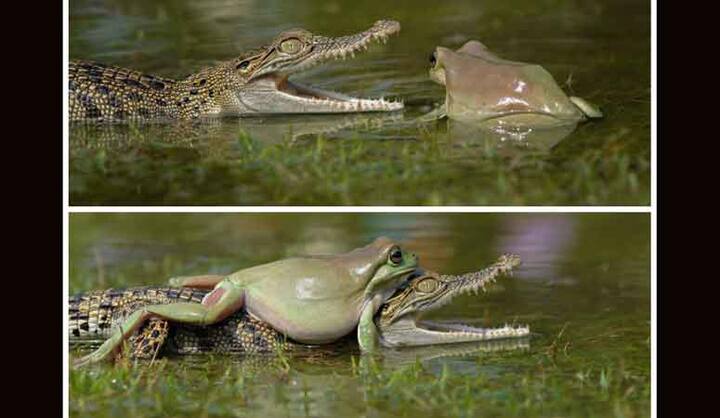 तस्वीरें इंडोनेशिया से आई हैं. इन तस्वीरों में आप एक भूखे मगरमच्छ के बच्चे और जान बचाने की होड़ में लगे मेंढक की नोंकझोक देख सकते हैं.