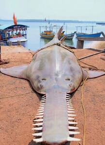 बेहद डरावनी मछली को देख सकते में पड़े लोग!