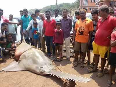 मछुआरे सकते में आ गए जब उन्होंने ऐसी मछली को देखा.