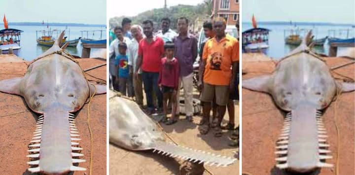  इस भयानक मछली की ये तस्वीरें महाराष्ट्र से आ रही हैं.