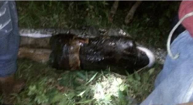 अगली सुबह अकबर के साथ वालों ने इस भायनक अजगर को उसके घर के पीछे रेंगते देखा. उन्हें शक हुआ कि इस अजगर ने ही अकबर की जान ली है.