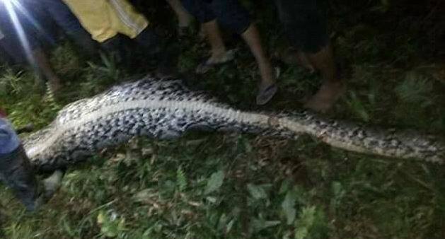 जब अजगर का पेट चीरा गया तब लोगों का शक यकीन में बदल गया और उन्होंने अकबर को इस अजगर के पेट के भीतर पाया.