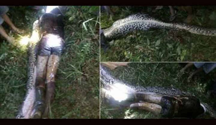 दिल दहला देने वाली ये तस्वीरें इंडोनेशिया से आई हैं. तस्वीरों में आप सात मीटर यानी करीब 21 फीट का अजगर देख सकते हैं जिसके पेट चीर दिया गया है.
