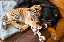 तस्वीरें देख आप भी यही कहेंगे कि ये रिश्ता क्या कहलाता है!