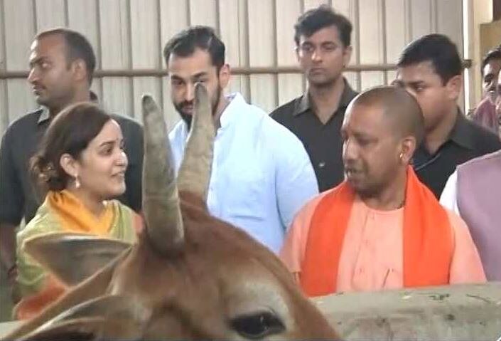 Uttar Pradesh Cm Yogi Visit Kanha Upvan Today यूपी: अपर्णा के आग्रह पर सीएम योगी ने कान्हा उपवन जाकर देखी गौशाला, गायों को खिलाया चारा