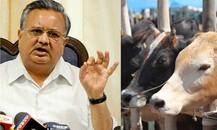 गोहत्या पर सख्त हुए छत्तीसगढ़ के CM रमन सिंह, कहा- \'गोहत्या करने वालों को फांसी पर लटका देंगे\'