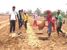 यूपी: कोल्ड स्टोरेज में आलू रखने की जगह नहीं, परेशान किसानों की योगी सरकार से जगी आस