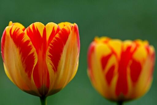  फूलों के बाग का ये नज़ारा इतना आकर्षक और शांत होता है कि इंसान इससे बहुत गहरे तक प्रभावित हुए बिना नहीं रह सकता.