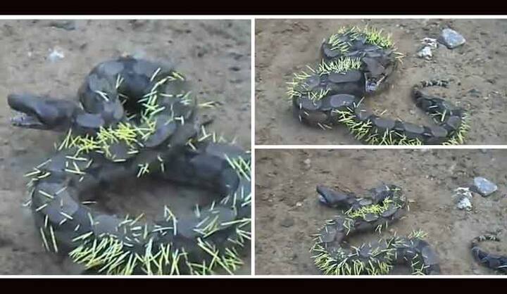 भूख का शिकार सिर्फ इंसान नहीं बल्कि जानवर भी होता हैं और इसी के मिसाल के तौर पर आप इस सांप को देख सकते हैं.