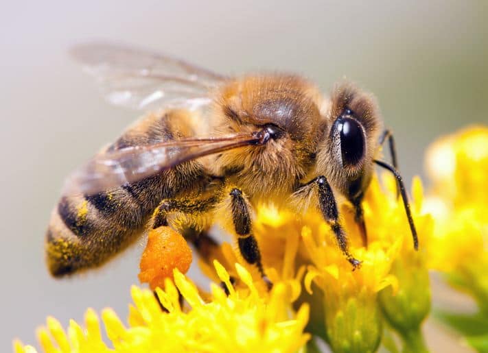 This 12 Year Old Indian Girl Is Building Robots To Save Honey Bees मधुमक्खियों को बचाने के लिए 12 वर्ष की बच्ची ने किया है ऐसा कारनामा कि...