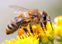 रिसर्च: ततैया और मधुमक्खियों का जहर फेफड़े की बीमारी में फायदेमंद