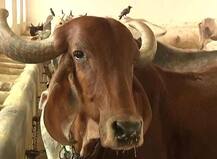 ABP न्यूज की खबर का असर, कानपुर गौशाला की खस्ता हालत पर सीएम योगी ने मांगी रिपोर्ट