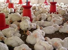 पोल्ट्री फार्म के मौजूदा कानून में बदलाव के लिए विधि आयोग ने मांगी लोगों की राय