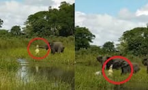 Watch: ऐसे छटपटाया नन्हा हाथी जब घात लगाए मगरमच्छ ने जकड़ ली सूंड