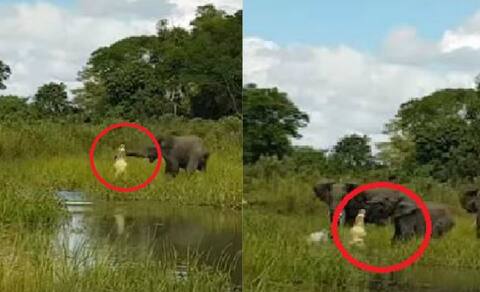 Watch: ऐसे छटपटाया नन्हा हाथी जब घात लगाए मगरमच्छ ने जकड़ ली सूंड Watch: ऐसे छटपटाया नन्हा हाथी जब घात लगाए मगरमच्छ ने जकड़ ली सूंड