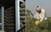 यूपी में योगी से खुश नहीं हैं टमाटर और आलू किसान, पैदावार ज्यादा होने से गिरे भाव!