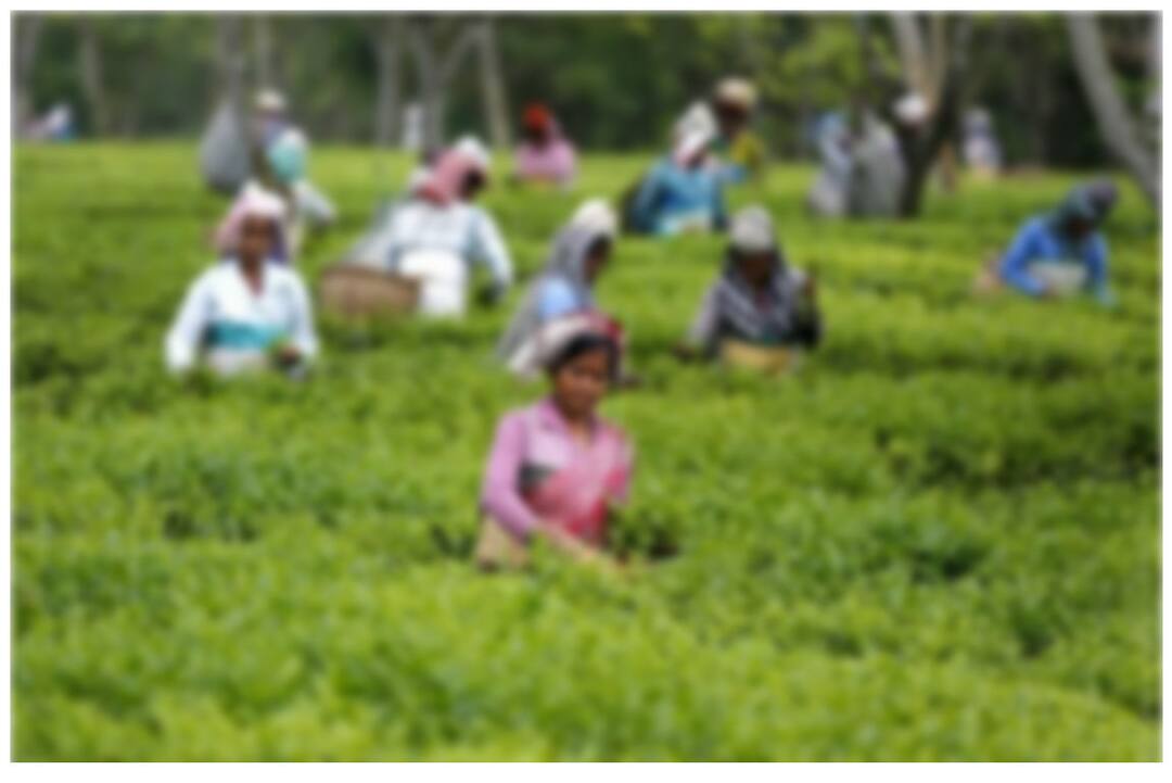 Read Senior Journalist Mashas Blog On Keralas Tea Garden औरतें भी सर्वहारा ही हैं कॉमरेड