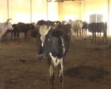 यूपी में सरकारी गोशाला का हाल : चारा काटने की मशीन खराब, पानी की व्यवस्था नहीं