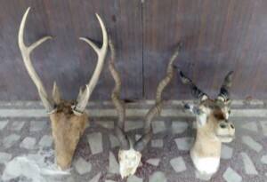 यूपी: मेरठ में नेशनल शूटर और रिटायर्ड कर्नल के घर छापा, 35 विदेशी गन सहित 117 किलो मांस बरामद