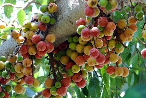 Here Gular Sycamore Tree Is A Must For Marriage And Medicinal Use Of Cluster Fig Tree इस पेड़ के बिना अधूरी है शादी की रस्में!