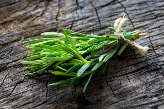 The Aroma Of Rosemary Oil Can Help Improve Memory In Children %e0%a4%b0%e0%a5%8b%e0%a4%9c%e0%a4%ae%e0%a5%87%e0%a4%b0%e0%a5%80 %e0%a4%95%e0%a5%80 %e0%a4%b8%e0%a5%81%e0%a4%97%e0%a4%82%e0%a4%a7 %e0%a4%b8 रोजमेरी के इस्तेमाल के ये फायदे जानते हैं आप!