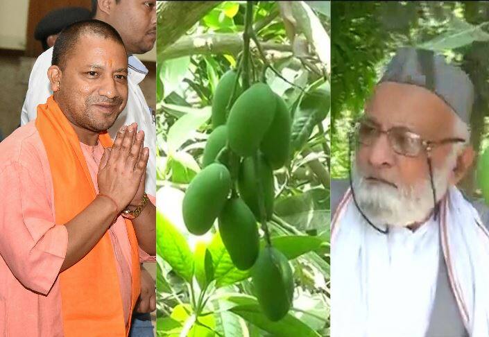 Yogi Mango Up%e2%80%89man Develops New Variety Of Fruit Names It After Cm Adityanath यूपी: बाजार में आएगा 'योगी आम', 74 साल के कलीमुल्लाह ने नए आम को दिया CM योगी का नाम