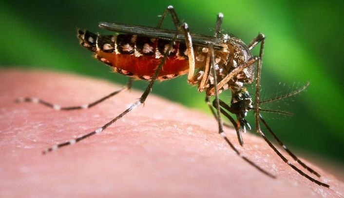 Ima Supports Insurance For Death Due To Mosquito Bite IMA मच्छर काटने से मृत्यु होने पर बीमा दिलाने के पक्ष में