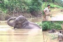 गुवाहाटी: पिछले पांच दिनों से पानी से निकलने के लिए तड़प रहा है ये हाथी