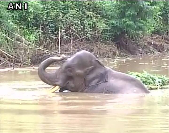 बताते चलें कि इस हाथी की ये हालत बिल्कुल अभी की नहीं है.