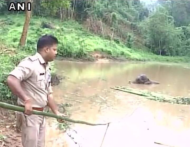 दरअसल ये हाथी पिछले पांच दिनों से इस हालत में है और पानी से भरे गड्ढे में फंसा हुआ है.