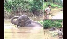 गुवाहाटी: पिछले पांच दिनों से पानी से निकलने के लिए तड़प रहा है ये हाथी