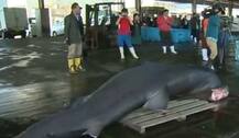 जापान में पकड़ा गया मेगामाउथ शार्क, बेहद डरावनी हैं तस्वीरें!