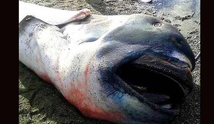 नोट स्लाइड की कुछ तस्वीरें प्रतीकात्मक भी हैं- 