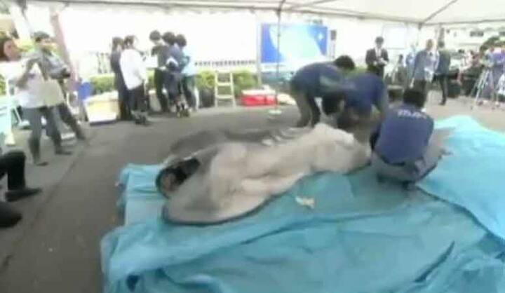 इस मेगामाउथ यानी बेहद बड़े मुंह वाला शार्क कहा जाता है.