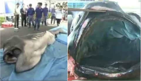 जापान में पकड़ा गया मेगामाउथ शार्क, बेहद डरावनी हैं तस्वीरें! जापान में पकड़ा गया मेगामाउथ शार्क, बेहद डरावनी हैं तस्वीरें!