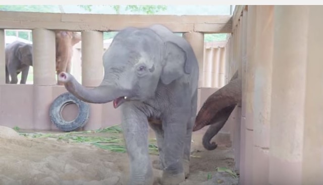 Elephant Herd Runs To Greet Its Newest Member An Orphaned Baby Elephant जब नन ह ब छड ह थ क आव ज स न उसस म लन पह च गय ह थ य क झ ड