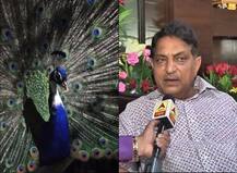 यहां जानें, कैसे प्रेग्नेंट होती है मोरनी और मोर क्यों बना राष्ट्रीय पक्षी?