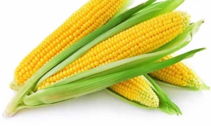 Best Benefits Of Corn Bhutta For Health मक्का खाने के ये फायदे जानते हैं आप!