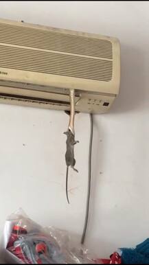 ये तस्वीरें और वीडियो आपके दिन का चैन और रातों की नींद हराम कर देंगे