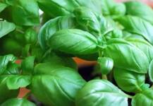 सिरदर्द से लेकर स्ट्रेस तक दूर कर सकती है तुलसी! 